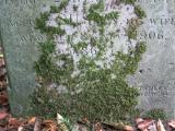 image of grave number 366172